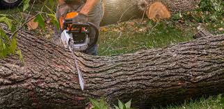 Best Tree Mulching  in Union Gap, WA